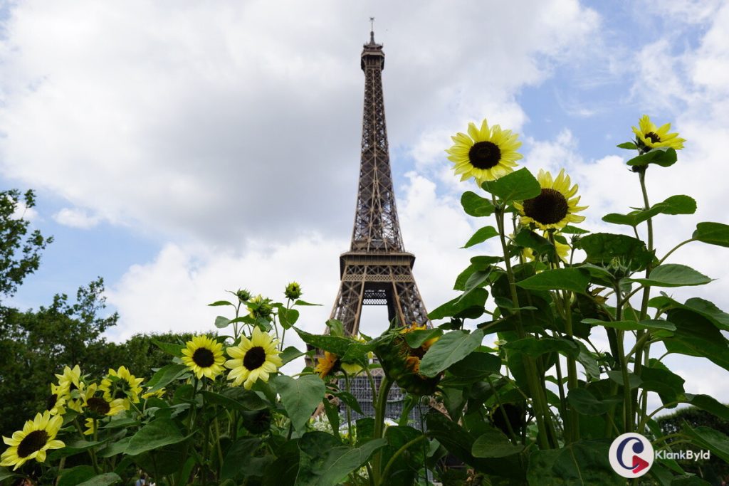 Sunflowers in Paris
